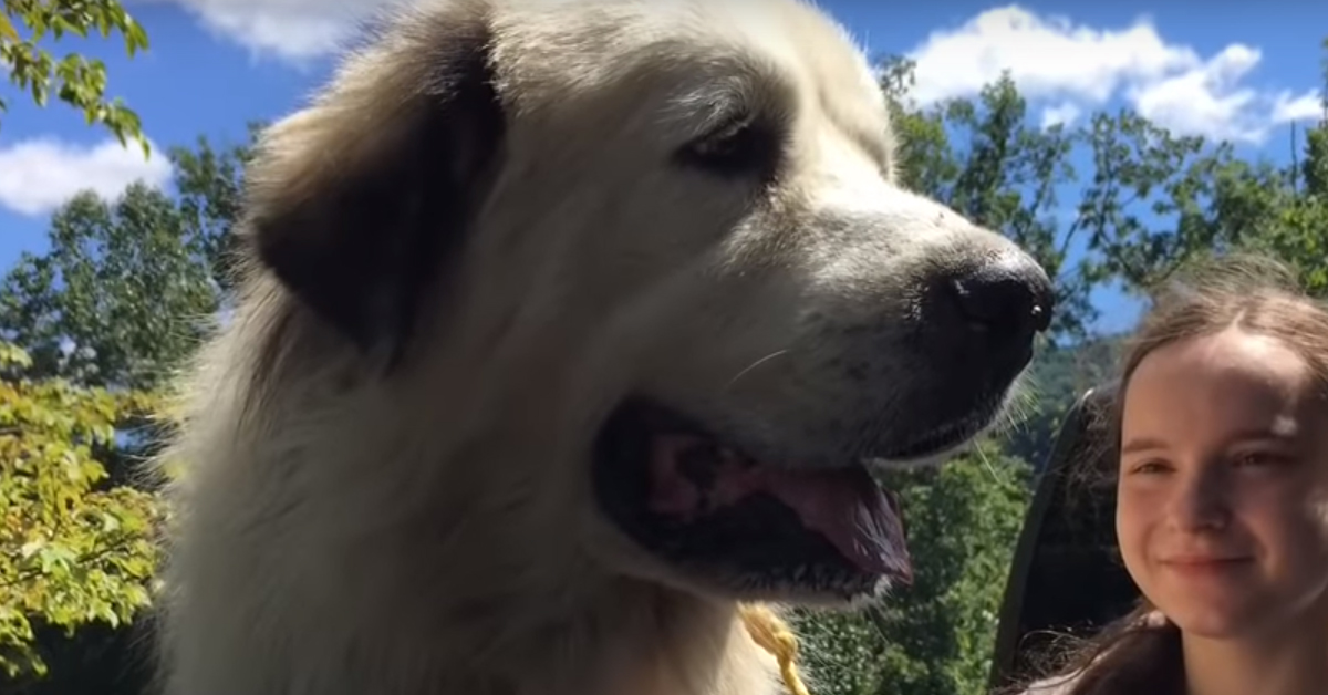 Tucker, il cagnolino che non voleva abbandonare il suo amico (video)