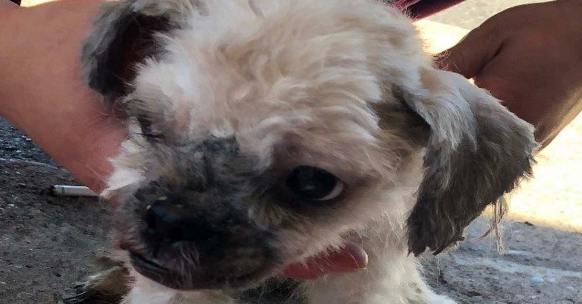 Wildwood, la cagnolina Shih-Tzu abbandonata e salvata in extremis