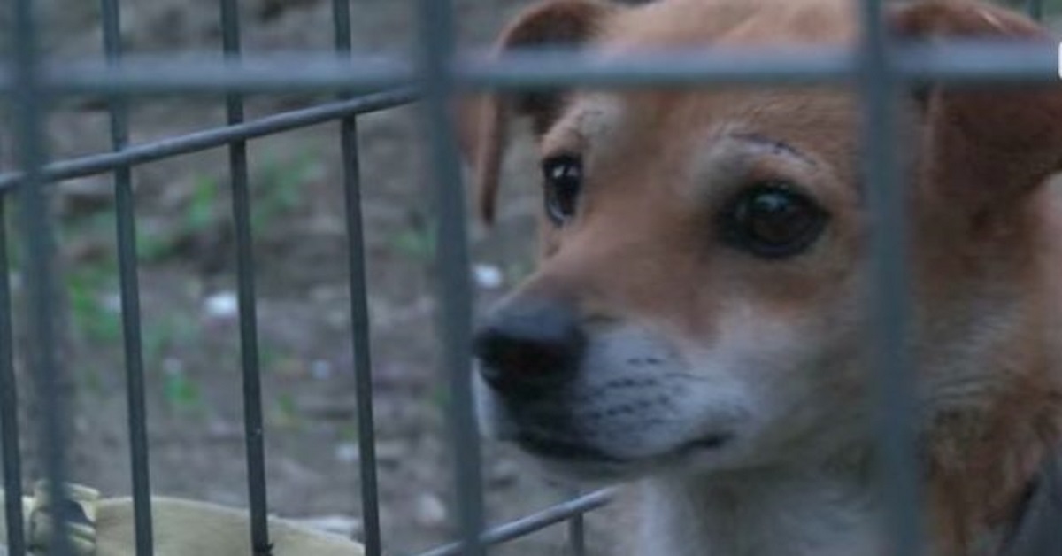 Cane fugge dalle fiamme, dopo l’incendio avviene il salvataggio (VIDEO)