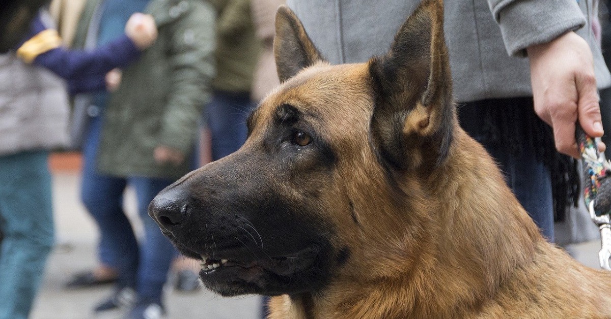 Cane a spasso, si può portare nelle zone rosse? Come comportarsi?