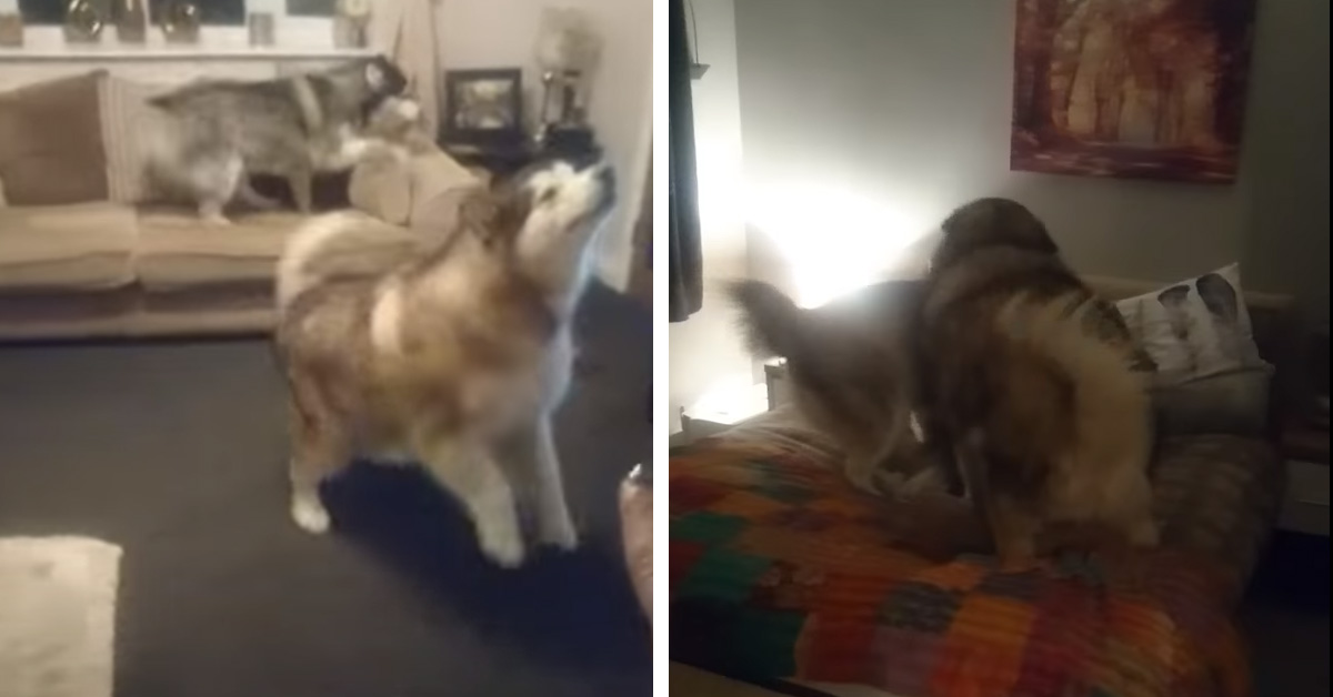 Alaskan Malamute fiutano la proprietaria e la loro reazione è incredibile (video)