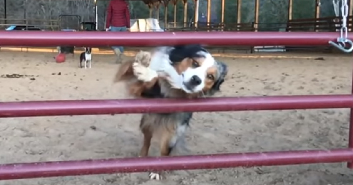 Australian Shepherd si esibisce in un salto da ginnasta e il video conquista il web