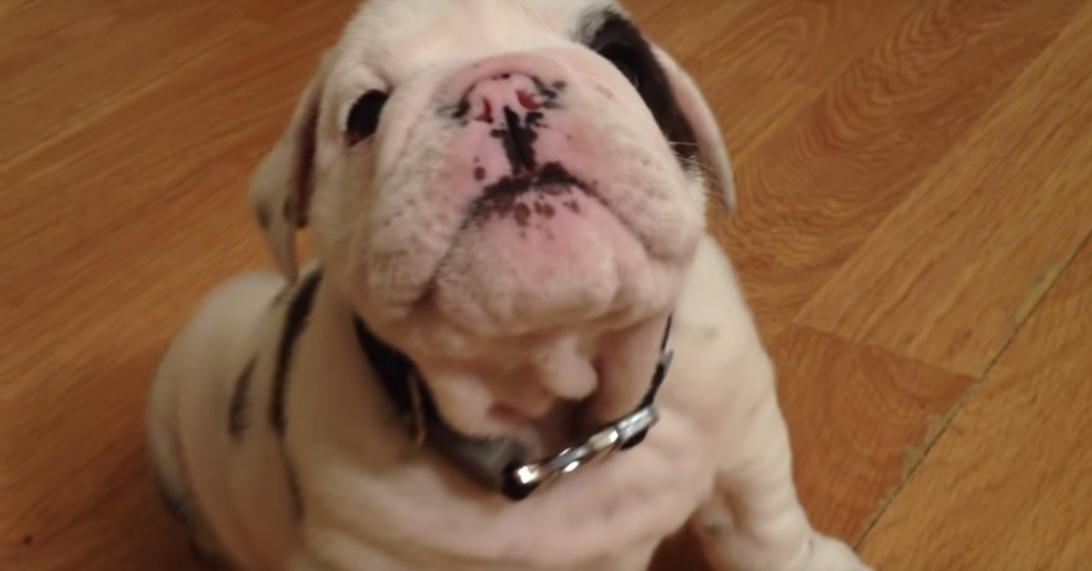 Bentley, il cucciolo di Bulldog “arrabbiato” che non fa paura a nessuno (video)