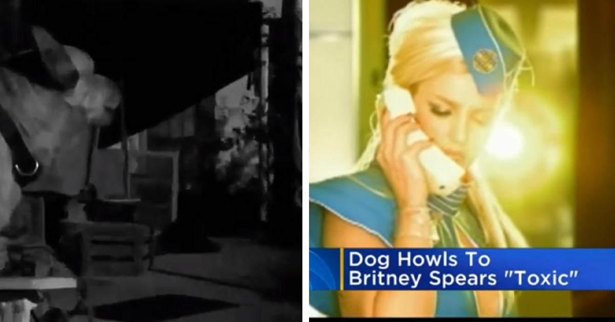 Cagnolino canta una canzone di Britney Spears e il video diventa virale