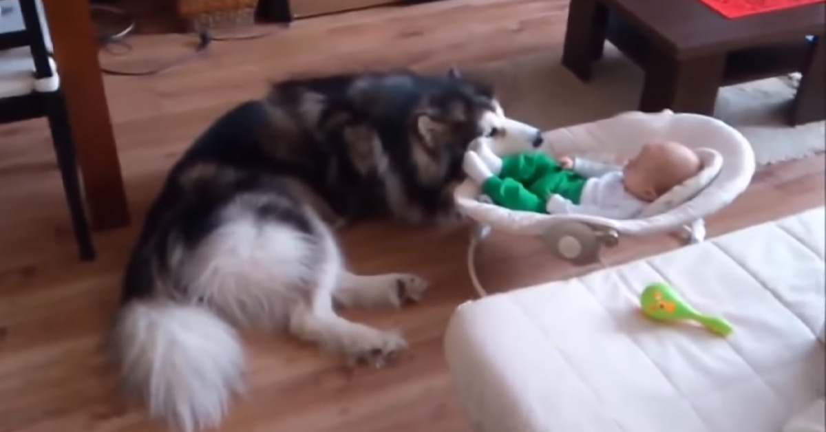 Calesha, l’Alaskan Malamute che fa il baby sitter ad una bambina (video)