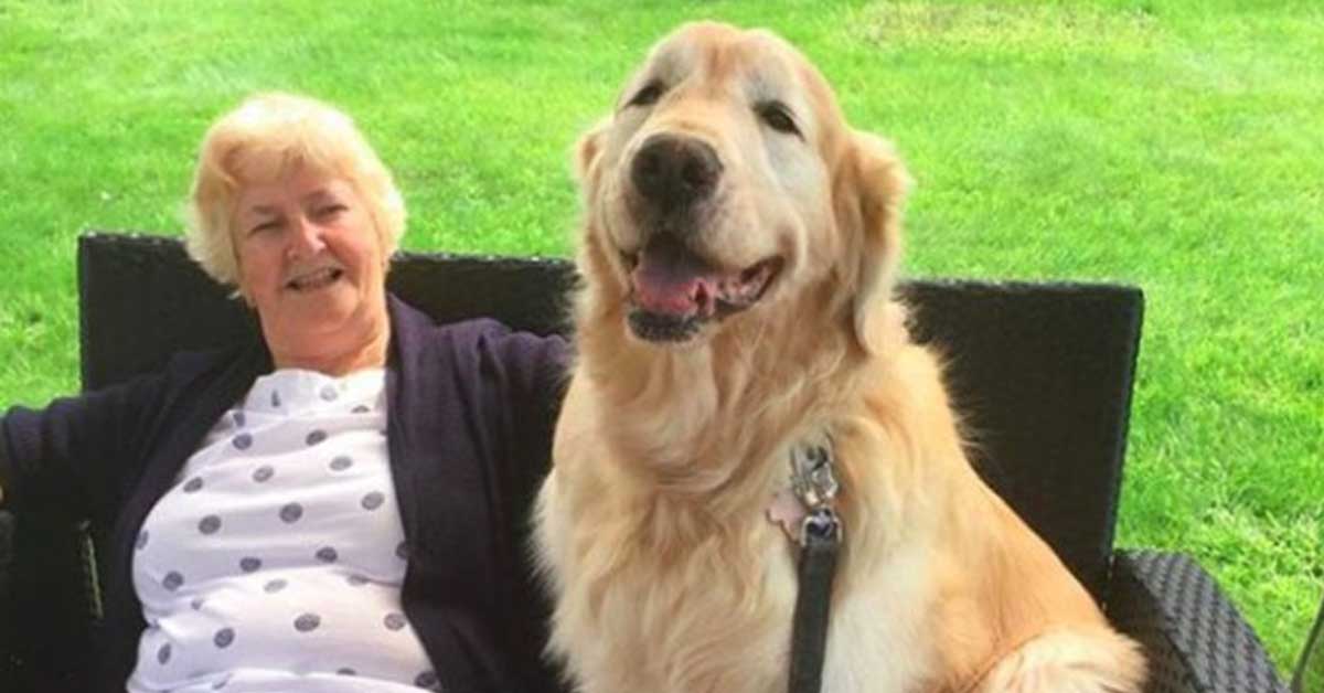 Cheddar, il Golden Retriever che visita ogni giorno la sua anziana vicina di casa