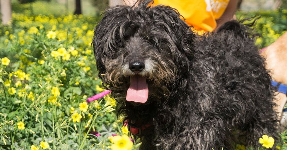 Chuchi, il cagnolino con un passato difficile che ora cerca la felicità