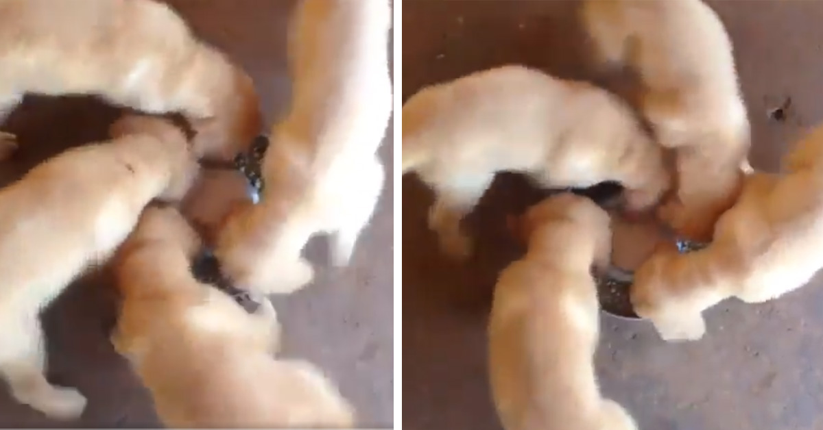 Cuccioli di Golden Retriever fanno il balletto della ciotola per mangiare e il video diventa virale