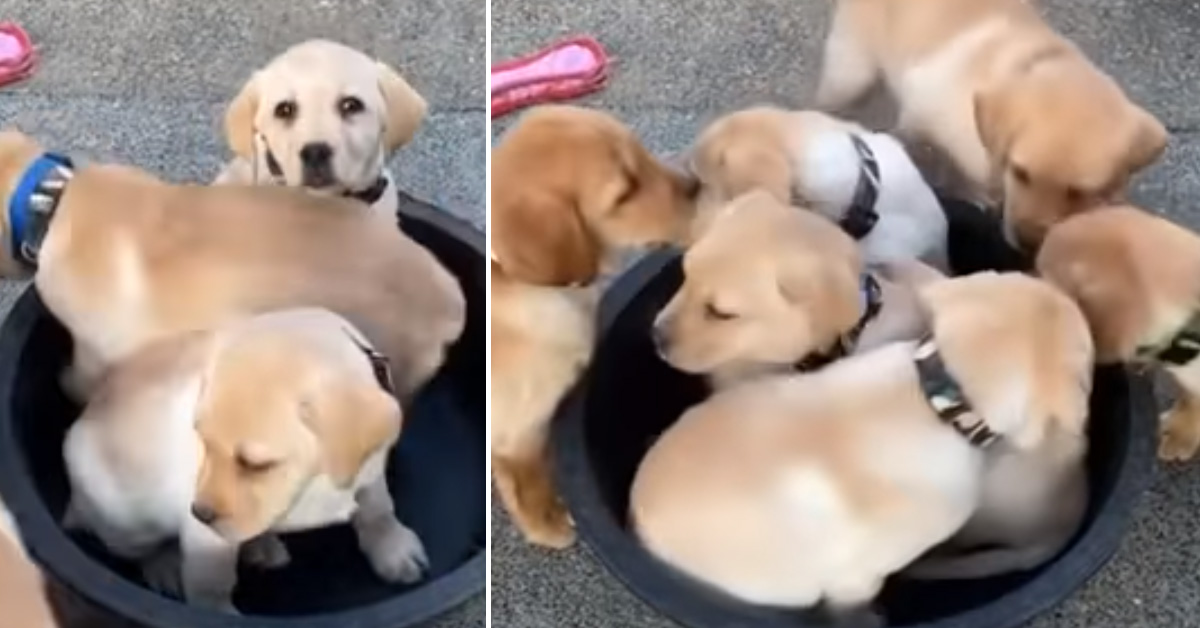 Cuccioli di Labrador escogitano un piano geniale per stare “vicini vicini” (video)