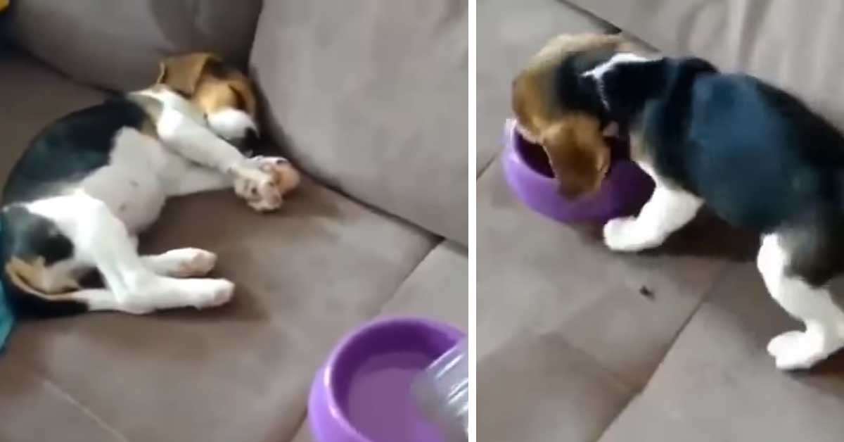 Cucciolo di Beagle sente il rumore dei croccantini mentre dorme: il video della sua reazione