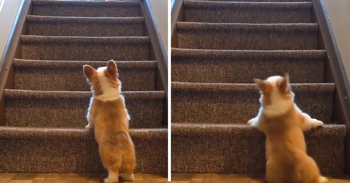 Cucciolo di Corgi impara a salire le scale e il video fa il giro del web