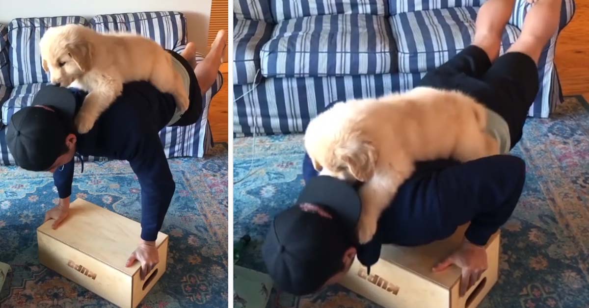 Cucciolo di Golden Retriever aiuta il proprietario a fare le flessioni (video)