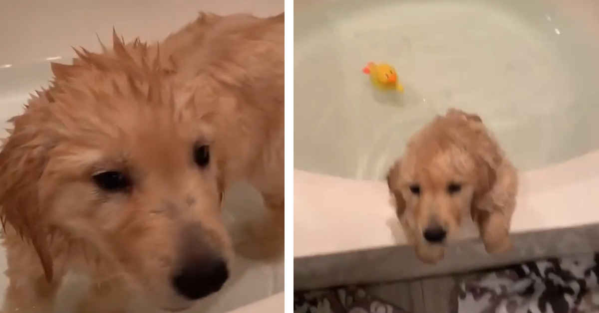 Cucciolo di Golden Retriever fa il bagnetto e il video conquista il web