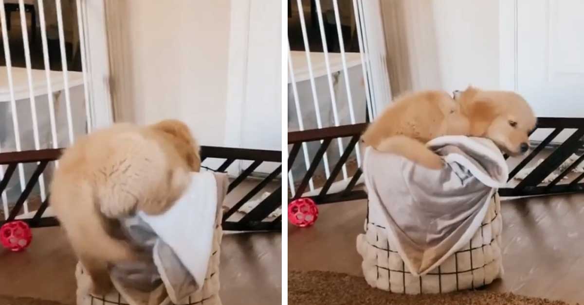 Cucciolo di Golden Retriever prova ad entrare in un cestino e il video diventa virale