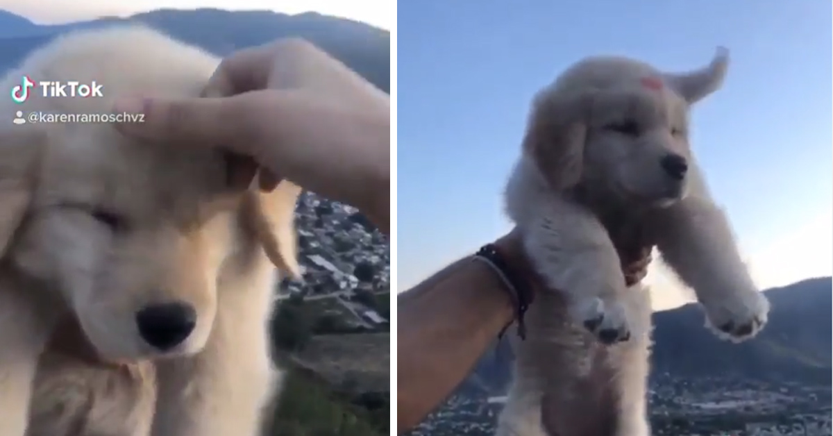 Cucciolo di Golden Retriever ricrea l’iconica scena del Re Leone (video)