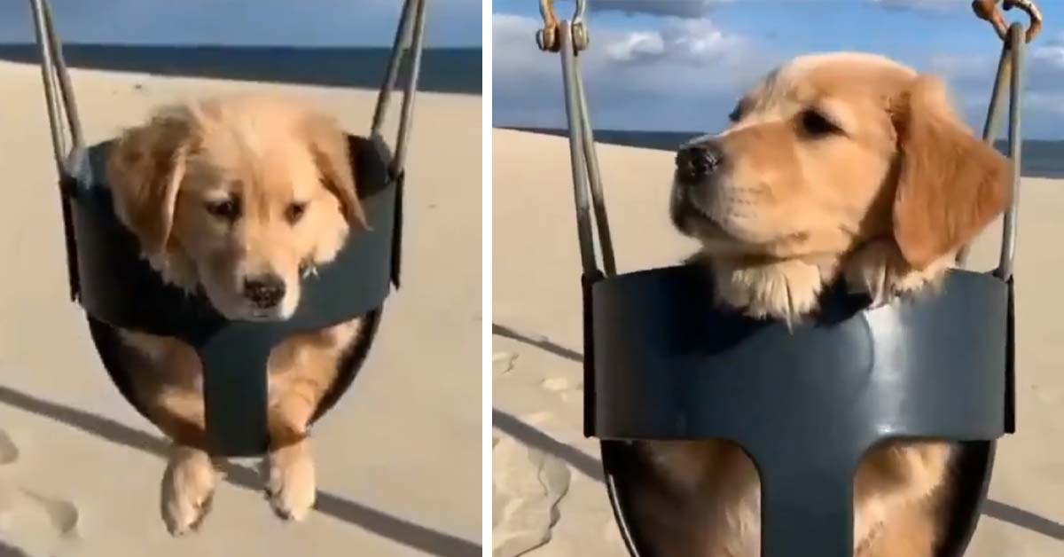 Cucciolo di Golden Retriever si gode il tempo libero su un’altalena (video)