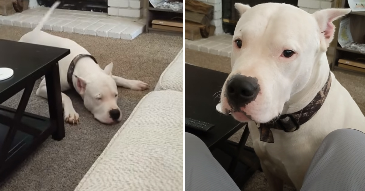 Dogo Argentino vuole salire sul divano e la sua tattica fa il giro del web (video)