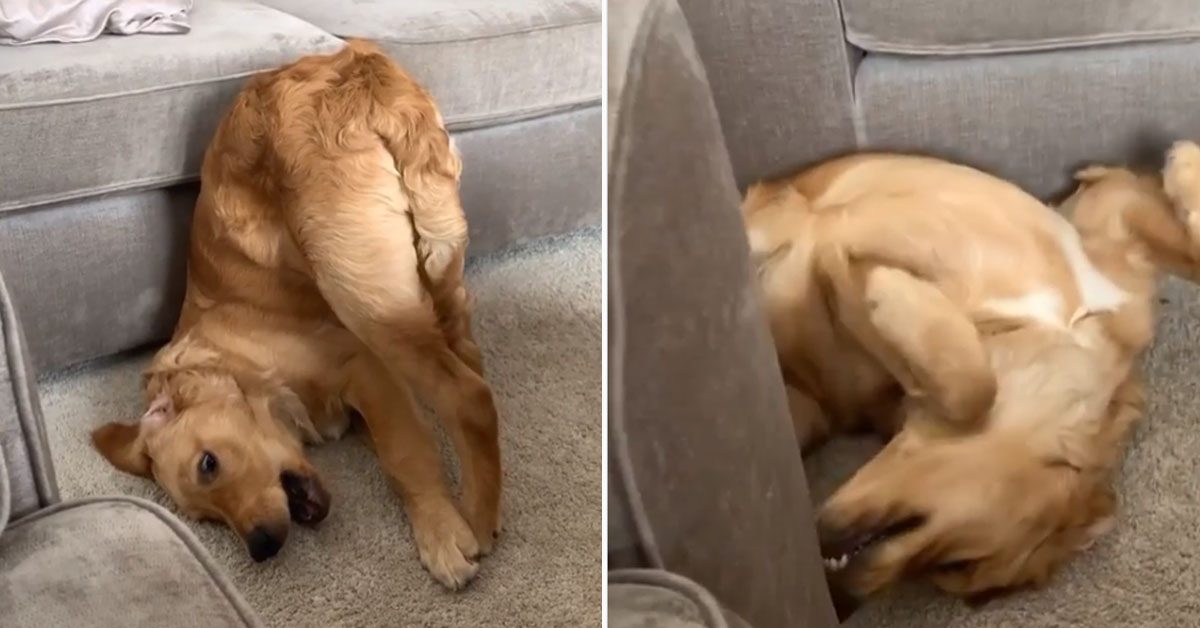 Golden Retriever combatte la quarantena a modo suo e il video conquista il web