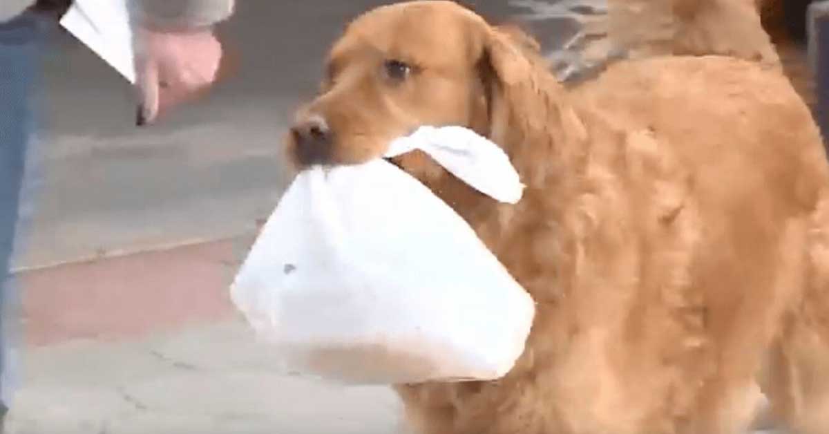 Golden Retriever consegna la spesa alla vicina costretta in quarantena (video)