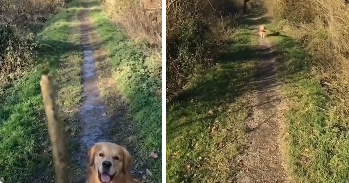 Golden Retriever gioca al riporto ma sbaglia l’obiettivo (video)