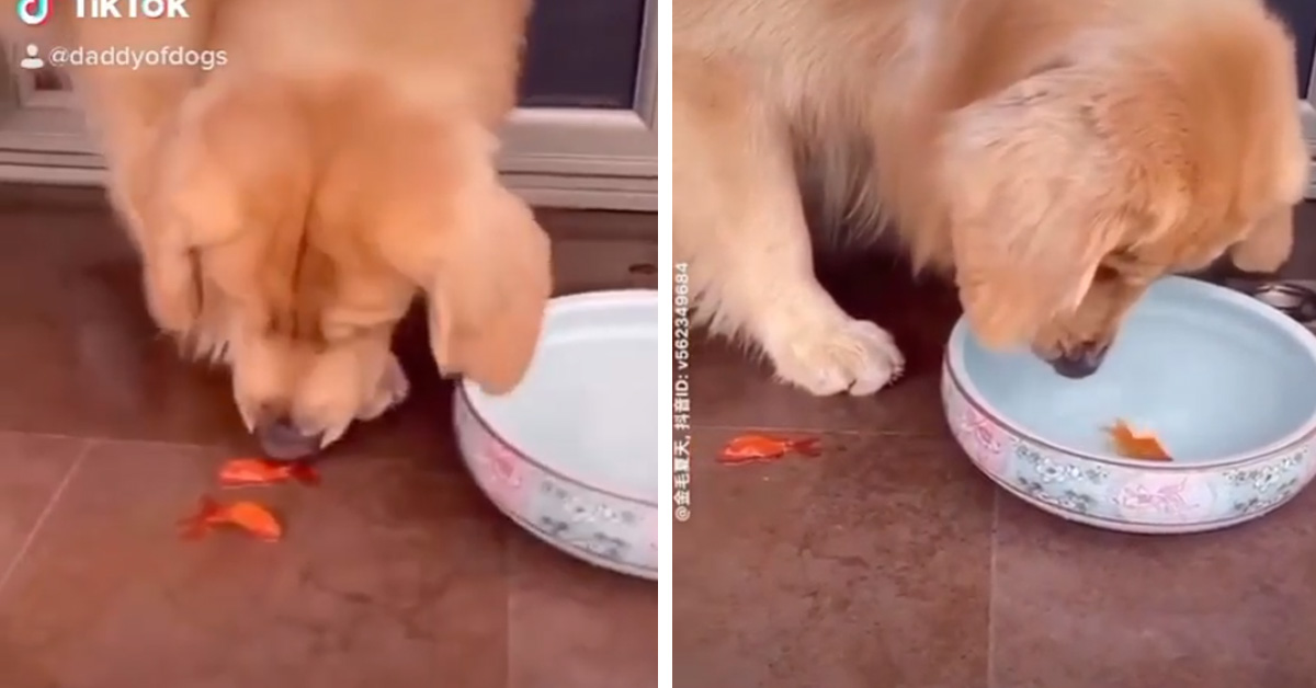 Golden Retriever salva due pesciolini fuori dall’acqua che stanno soffocando (video)