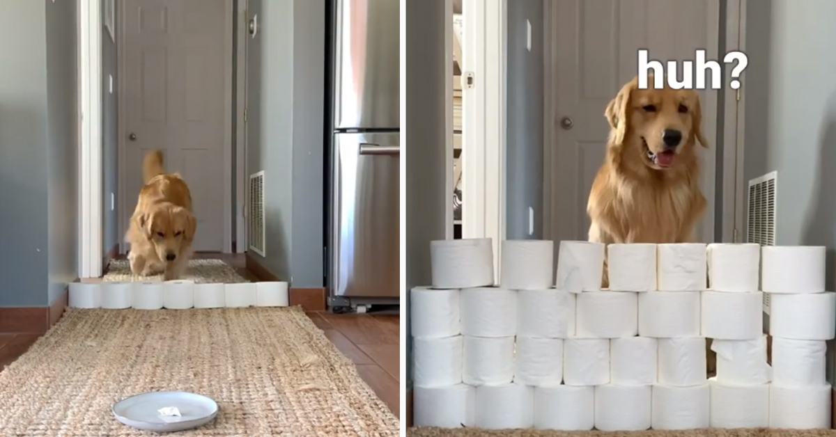 Golden Retriever “sfida” la carta igienica per raggiungere uno snack (video)