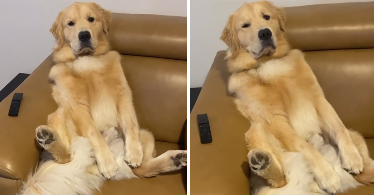 Golden Retriever si gode dal quarantena come un umano e il video diventa virale