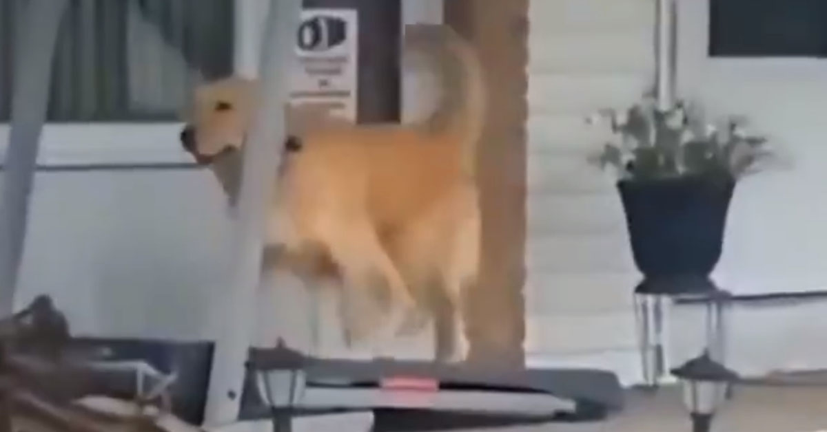 Golden Retriever si mantiene in forma durante la quarantena con il tapis roulant (video)