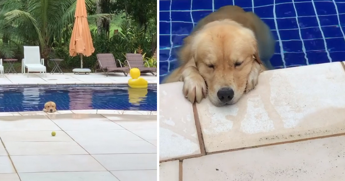 Golden Retriever si rilassa in piscina e il video spopola sul web