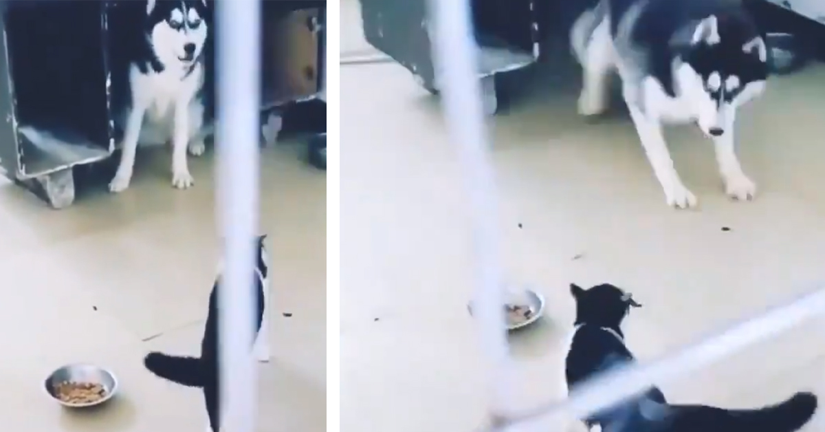 Husky “fifone” ha paura di un gattino e il video fa il giro del web