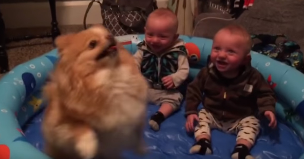 Il Pomerania è in piscina con due bambini che non riescono a smettere di ridere (video)