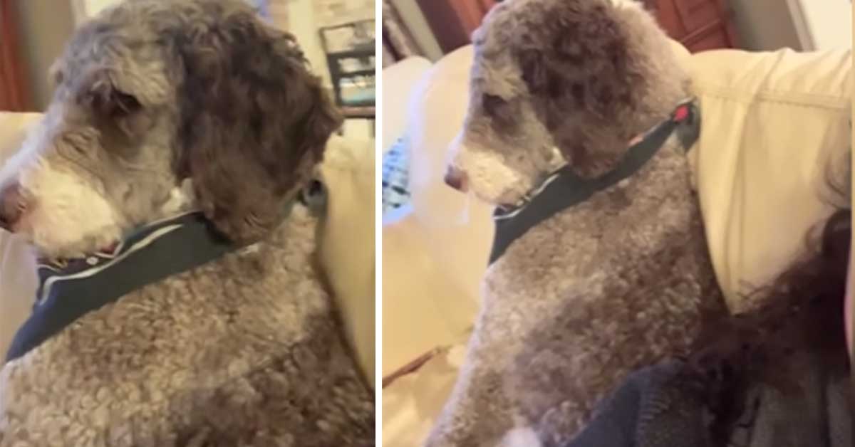 Il cane è arrabbiato con la proprietaria e la ignora completamente (video)