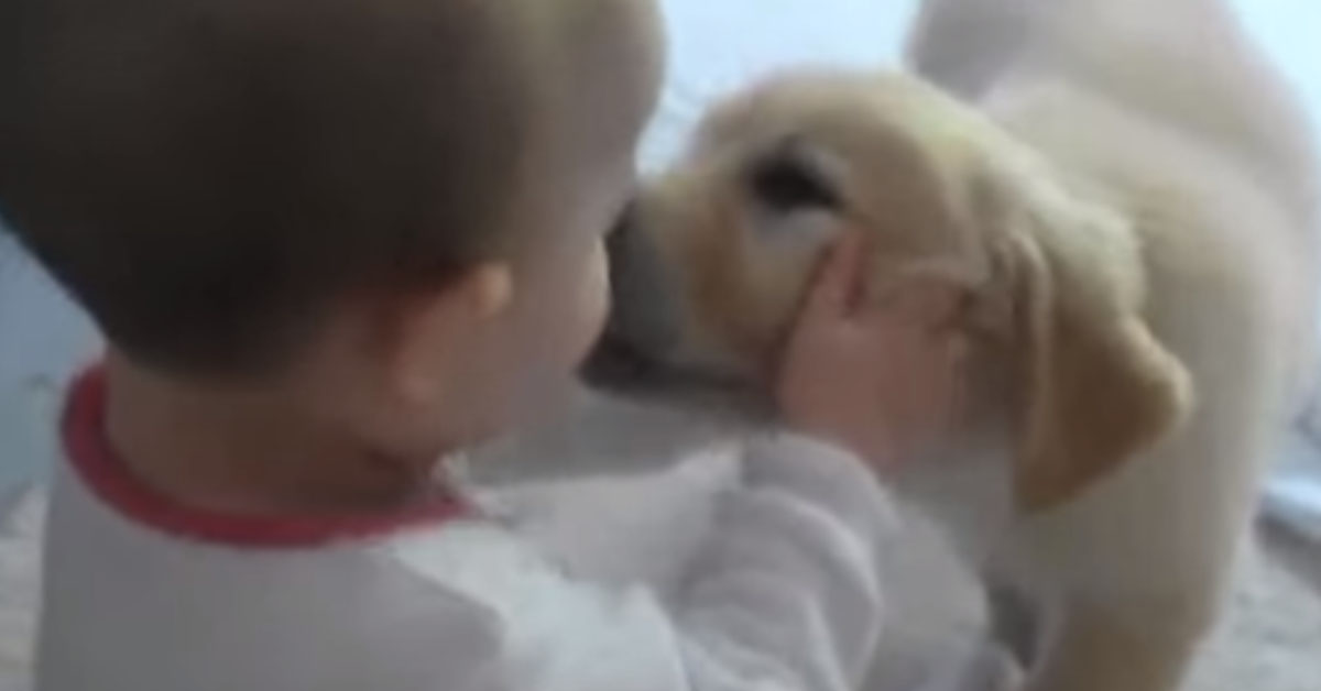 Il cucciolo di Golden Retriever e il bambino si incontrano per la prima volta: il tenero video