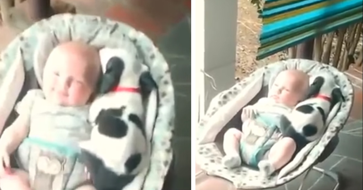 Il cucciolo va a dormire nel dondolo con il bambino e il video fa il giro del web