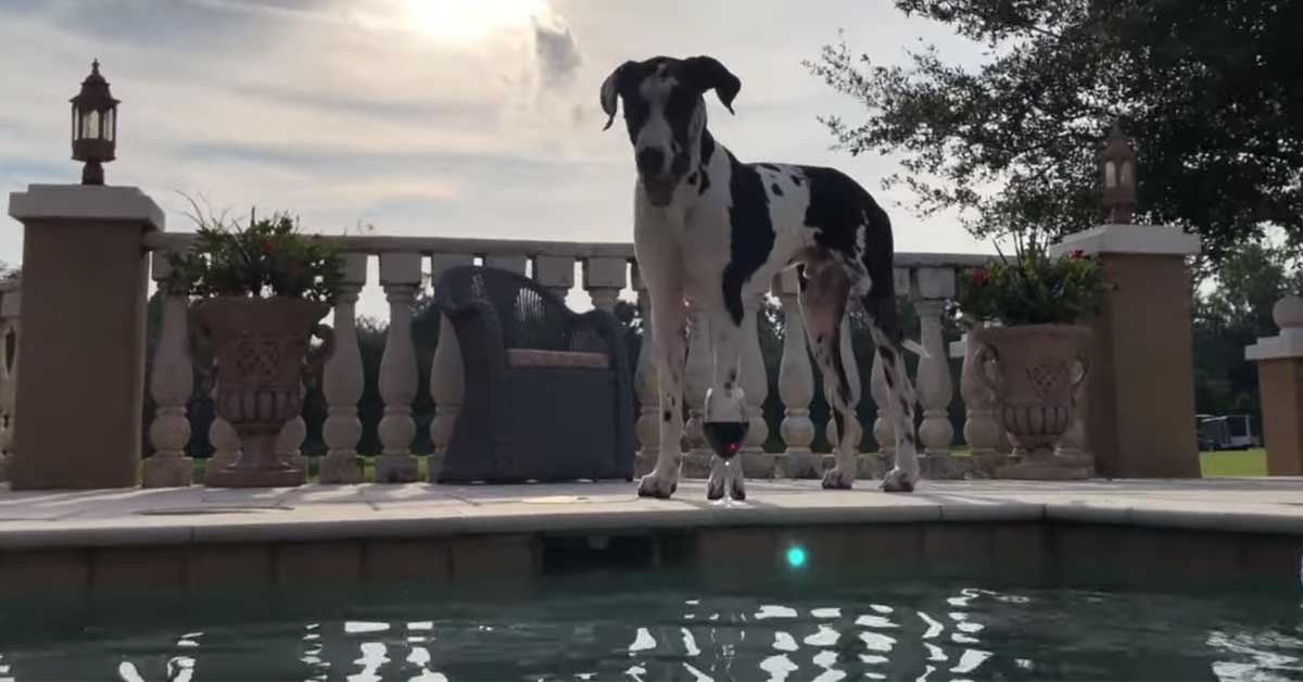 L’Alano non ne vuole sapere di entrare in piscina e il suo video diventa virale