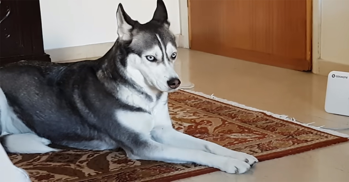 L’Husky che ha un modo unico per dire al proprietario quando è il momento di uscire (video)