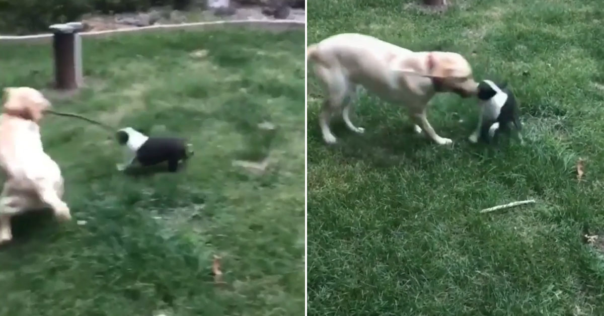 Labrador e Bulldog giocano con un bastone e il risultato è tutto da ridere (video)