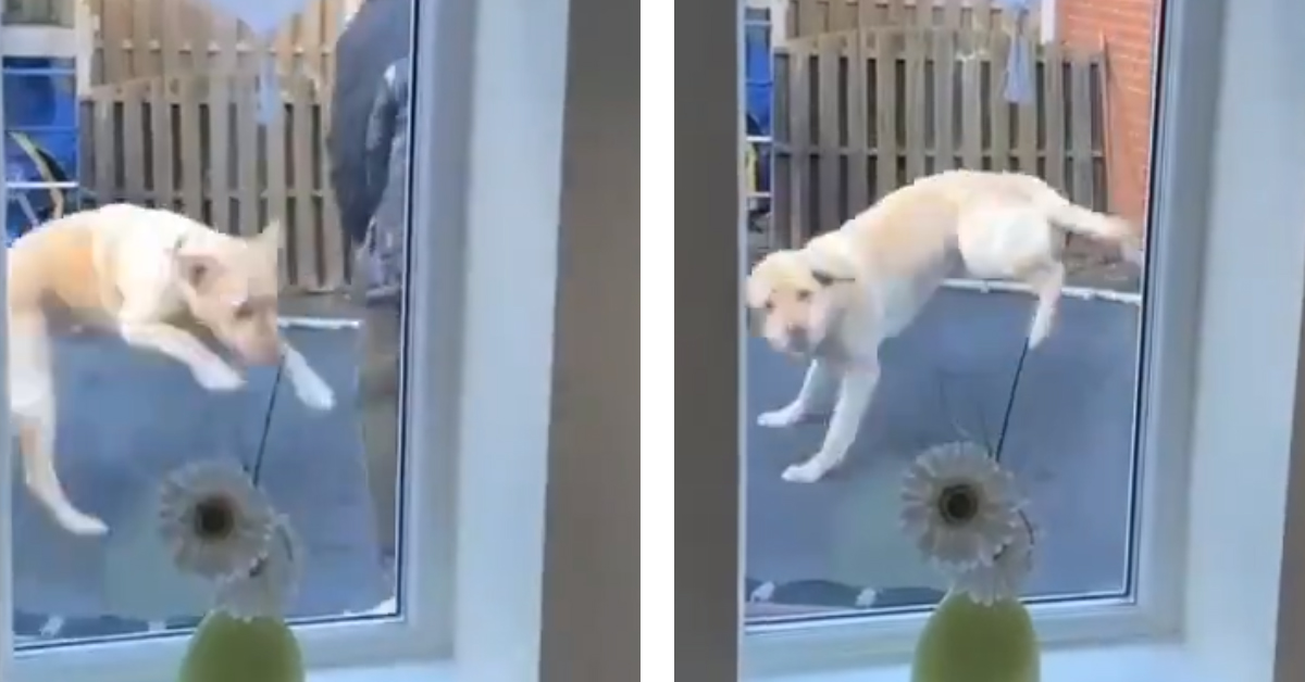 Labrador salta su un trampolino e il video conquista il web