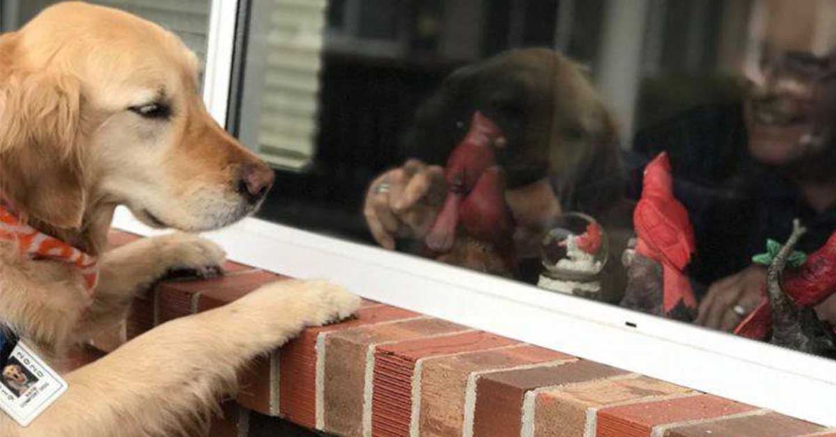 Nico, il Golden Retriever che offre supporto agli anziani durante la quarantena