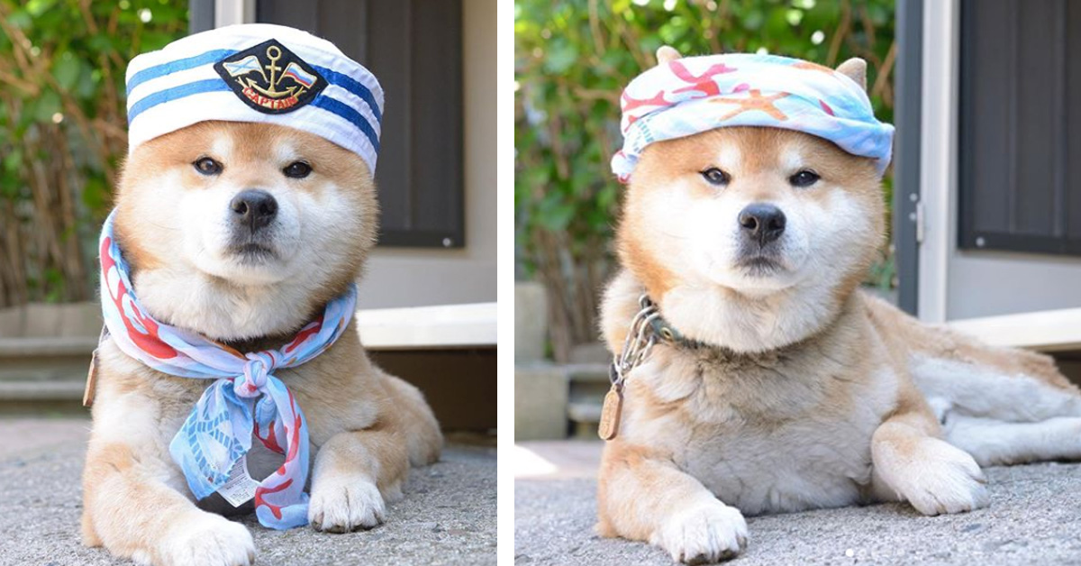 Ryuji, lo Shiba Inu che spopola sul web (foto e video)