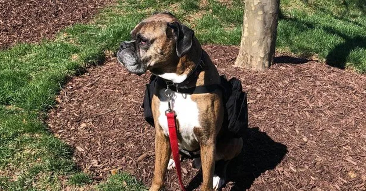 Soda, il cagnolino che fa il fattorino durante la quarantena (video)