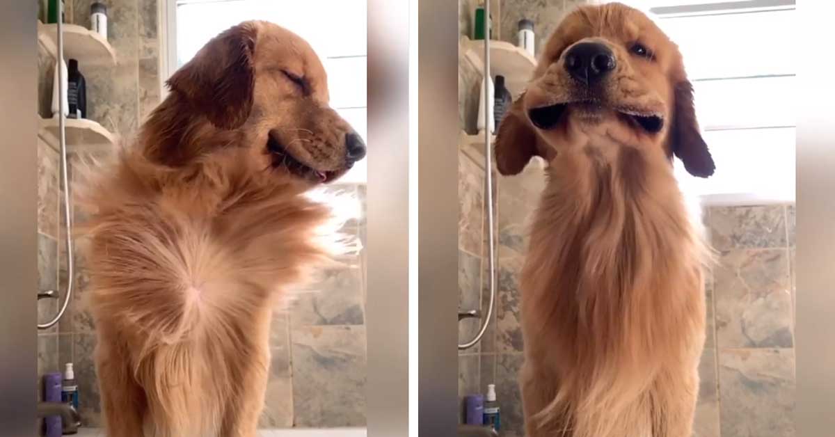 Tucker, il Golden Retriever che va matto per il phon (video)