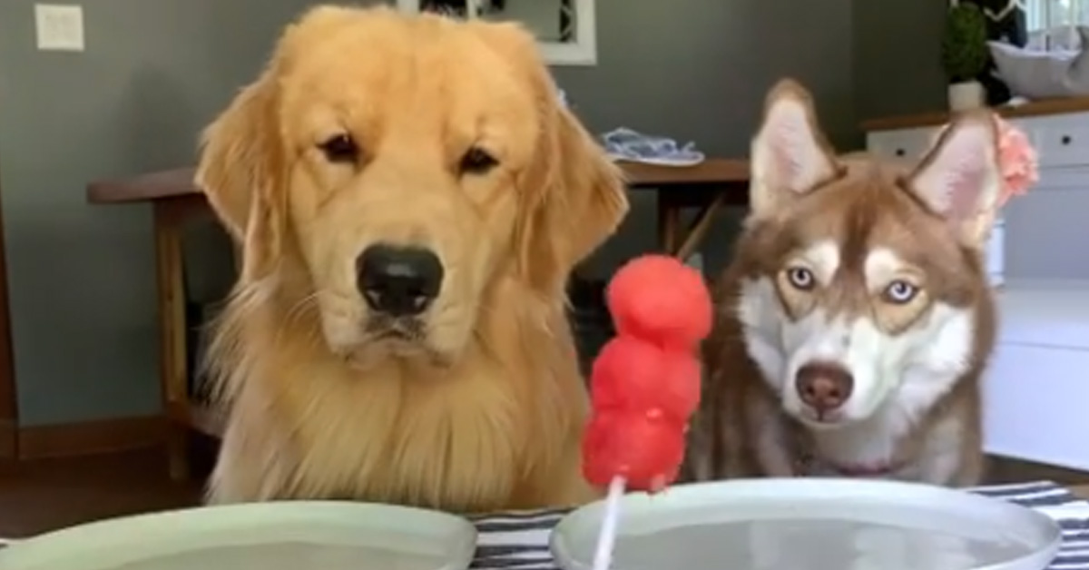 Un Golden Retriever e un Husky assaggiano cibi “strani” (video)