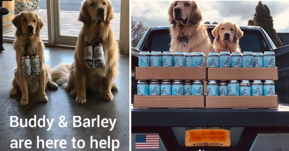 Barley e Buddy, i Golden Retriever che consegnano la birra a domicilio in quarantena (video)