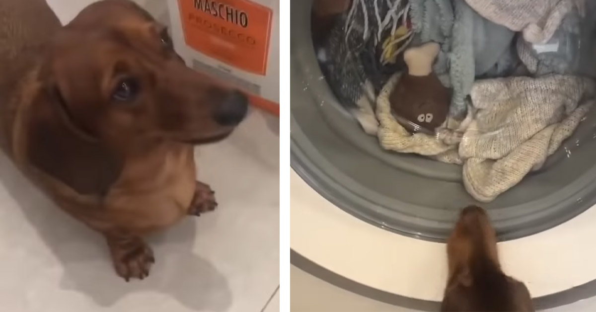 Bassotto piange di fronte alla lavatrice: dentro c’è il suo peluche preferito (video)