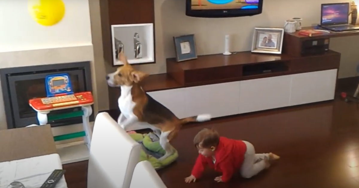 Boris, il Beagle che pensa di essere un altro dei bambini di casa (video)