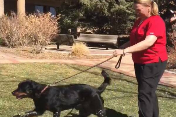 cane cammina con protesi