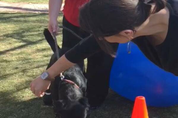 cane cammina con protesi