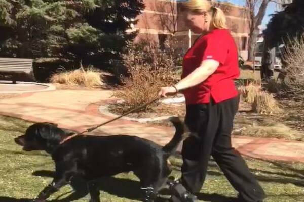 cane cammina con protesi