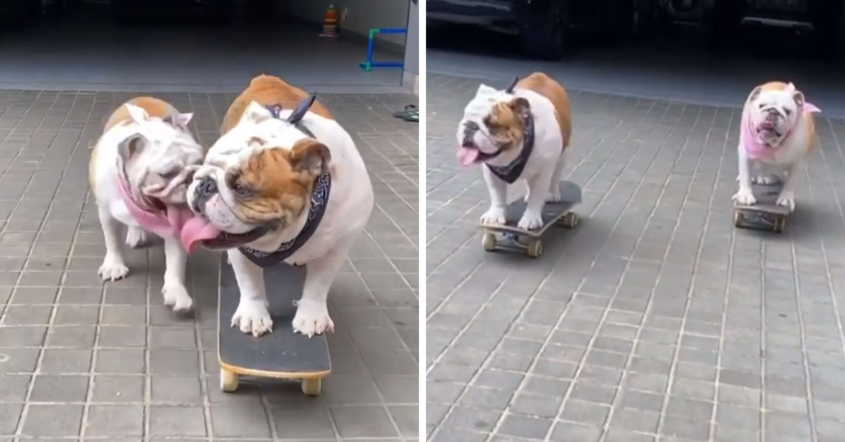 Bulldog si sfidano a bordo di uno skateboard (video)